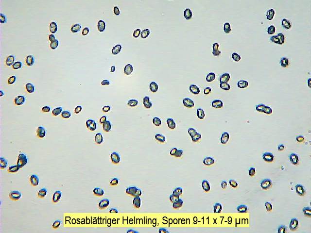 Sporen Rosablättriger Helmling